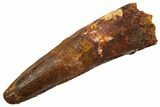 Fossil Spinosaurus Tooth - Real Dinosaur Tooth #330070-1